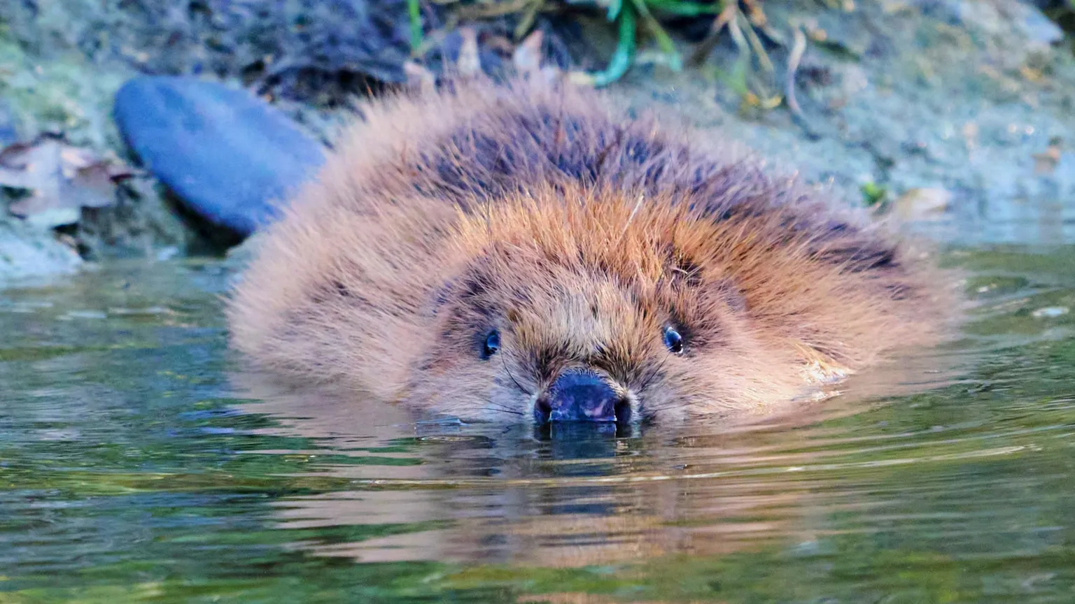 A newly released family of Eurasian beavers swimming in a pond on Southill Estate.