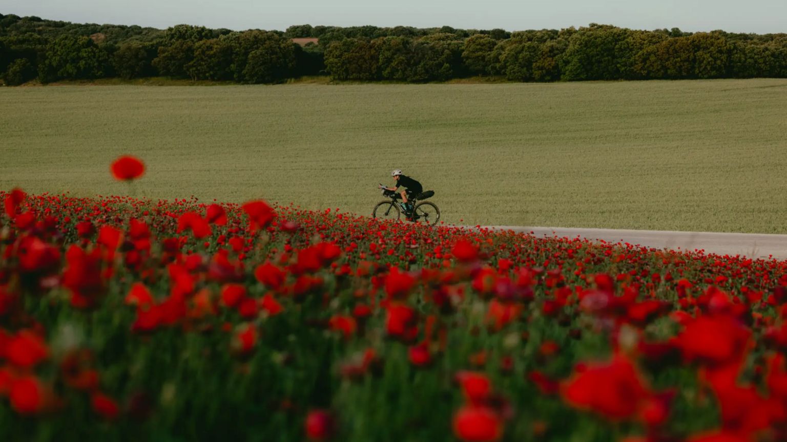 Wilcox speeds forward alongside poppy fields