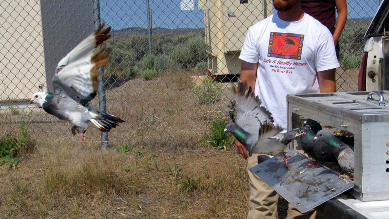 'Oiled and unoiled' pigeons were released from the same site for test flights