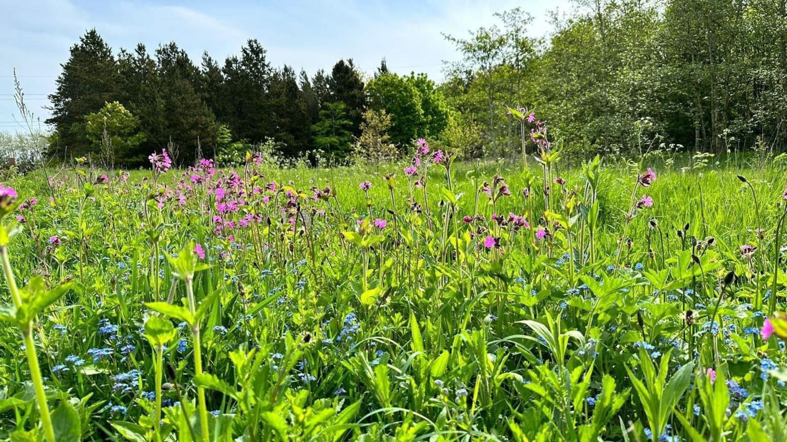 A wildflower meadow