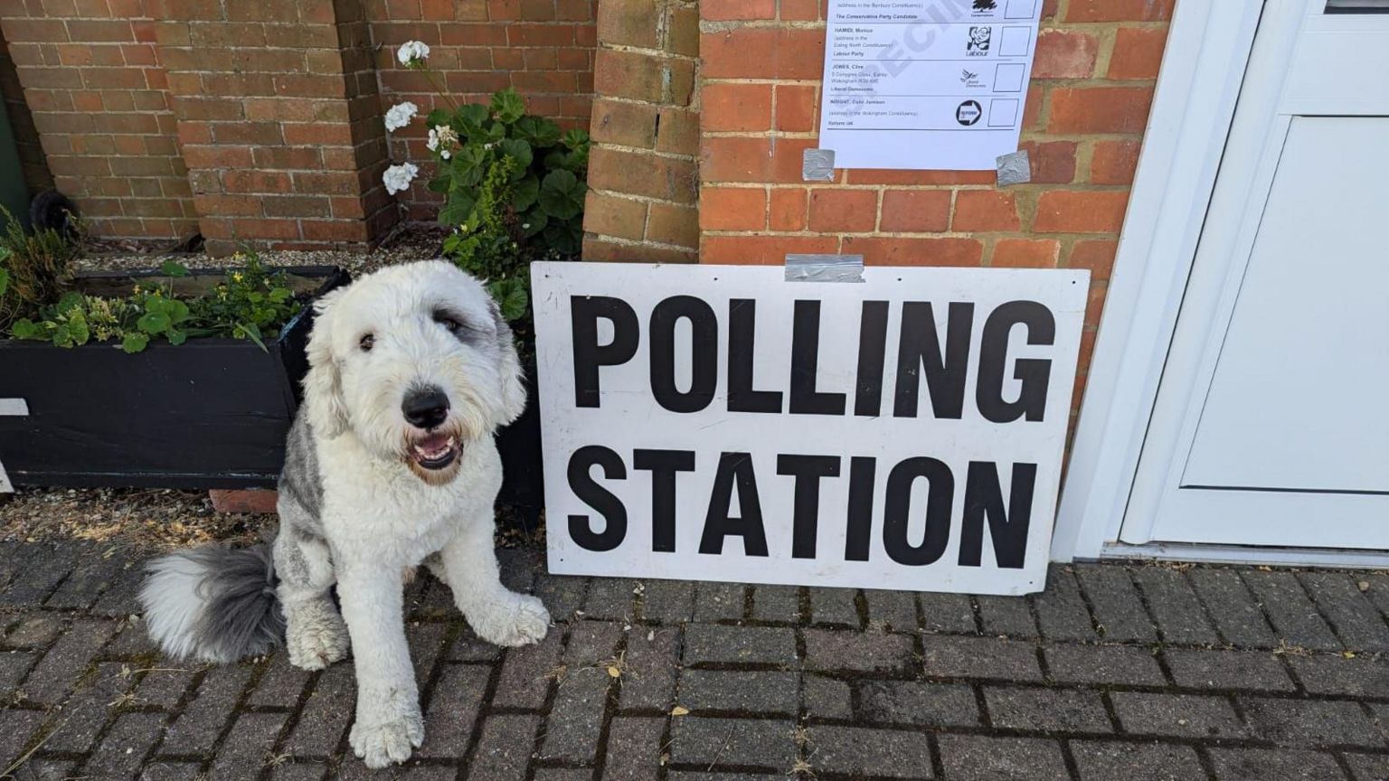 Maui the old English sheepdog outside a polling station in Wokinghgam, Berkshire. The white and grey dog is sat next to a white sign with black writing which says "polling station".