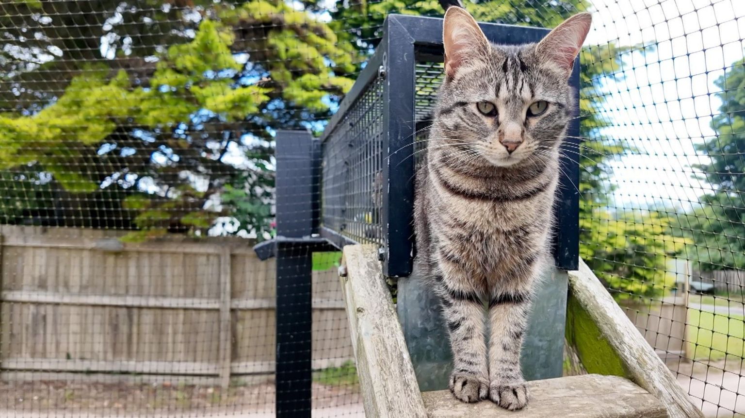 Tabby cat emerges from metal caged tunnel into the café area