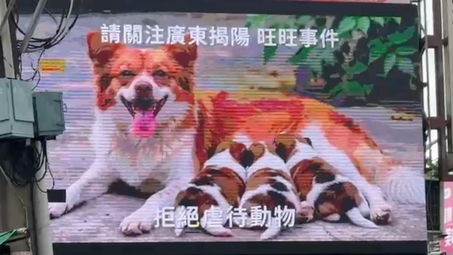 台湾人Elara在台北士林夜市投放的屏幕广告，写有“请关注广东揭旺旺事件”及“拒绝虐待动物”。