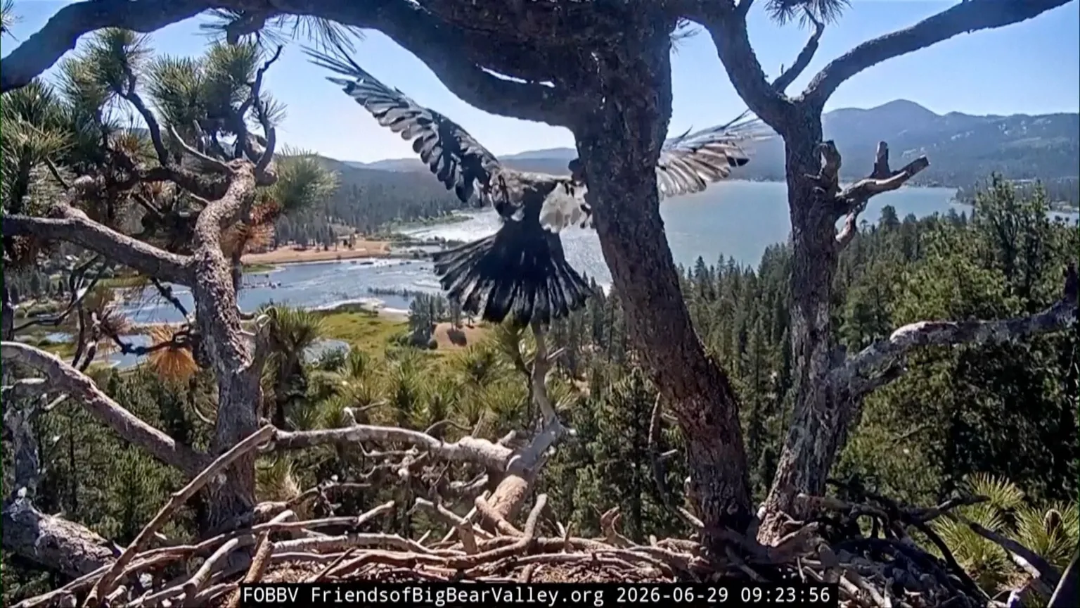 Watch: Young bald eagle takes first flight in California