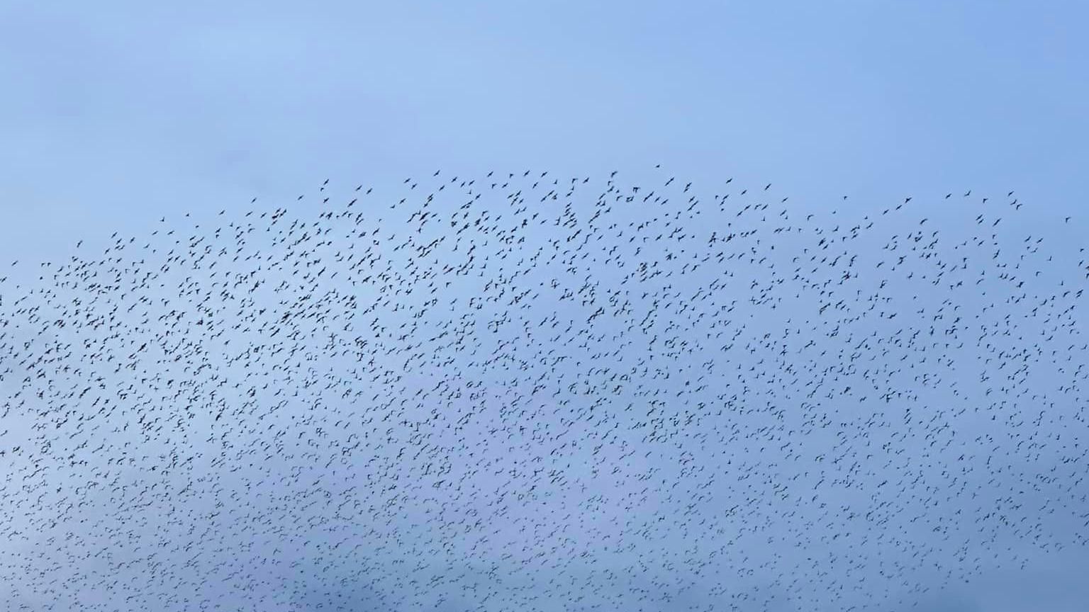 Picture of the murmuration