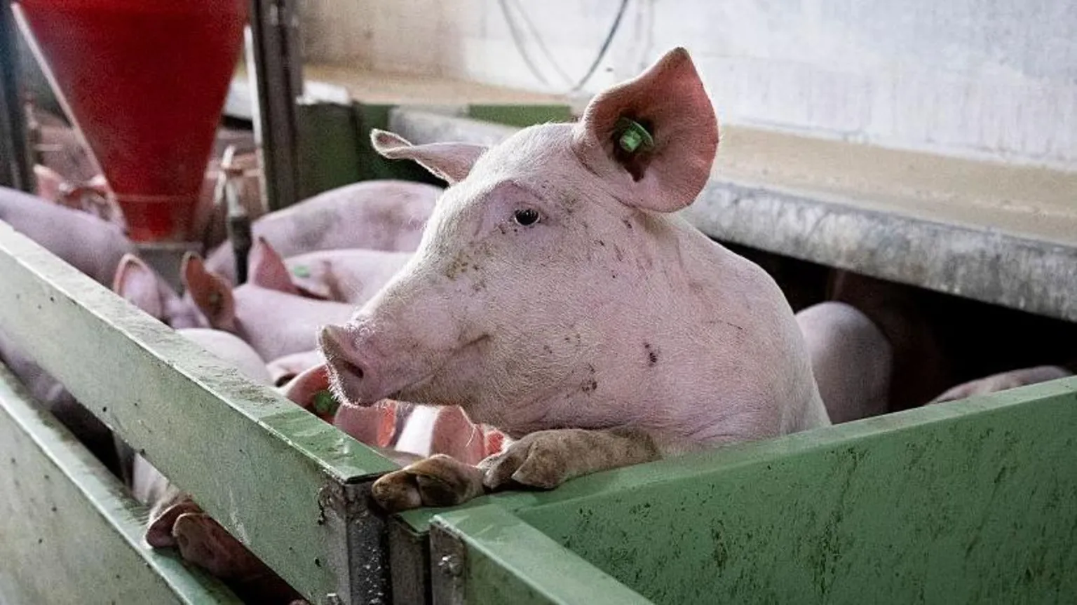 Jordi Saltiveri overlooking a sprawling pig farm in Lleida, Catalonia
