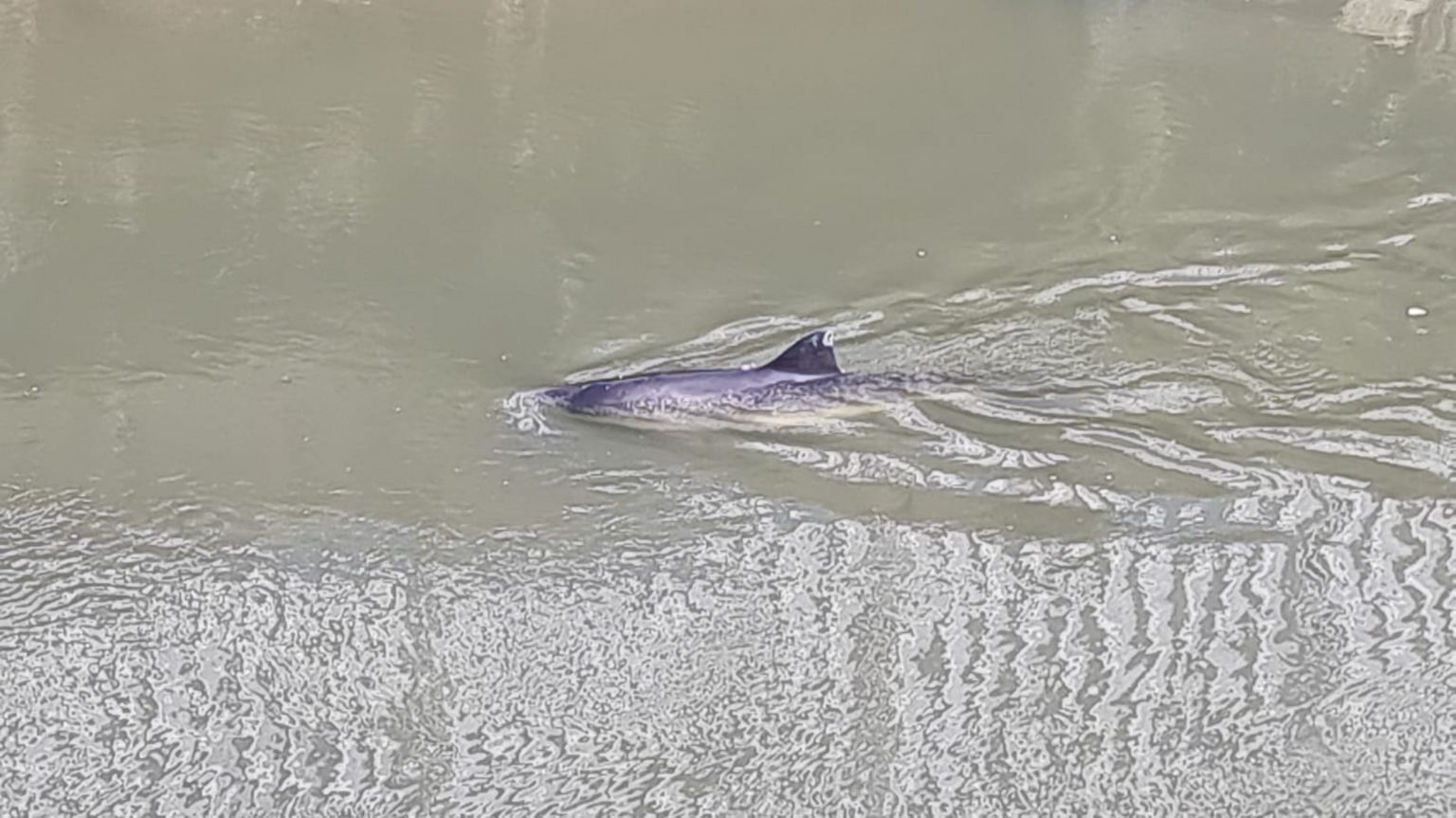 A porpoise in the river
