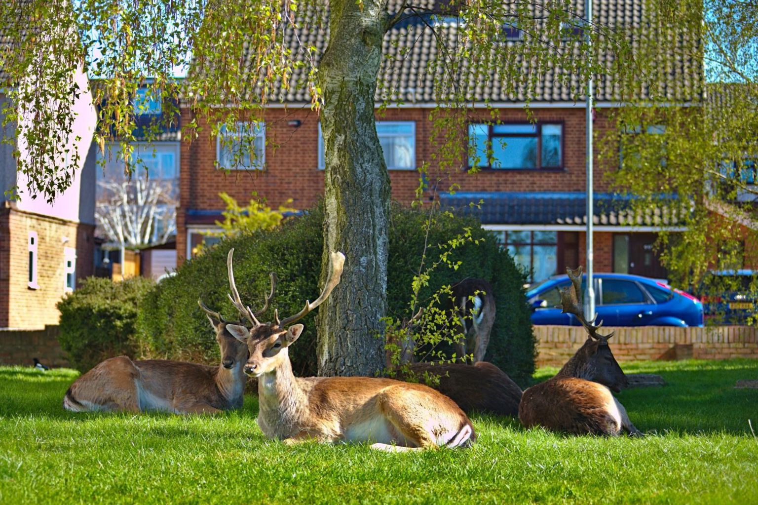 Deer rest on a housing estate