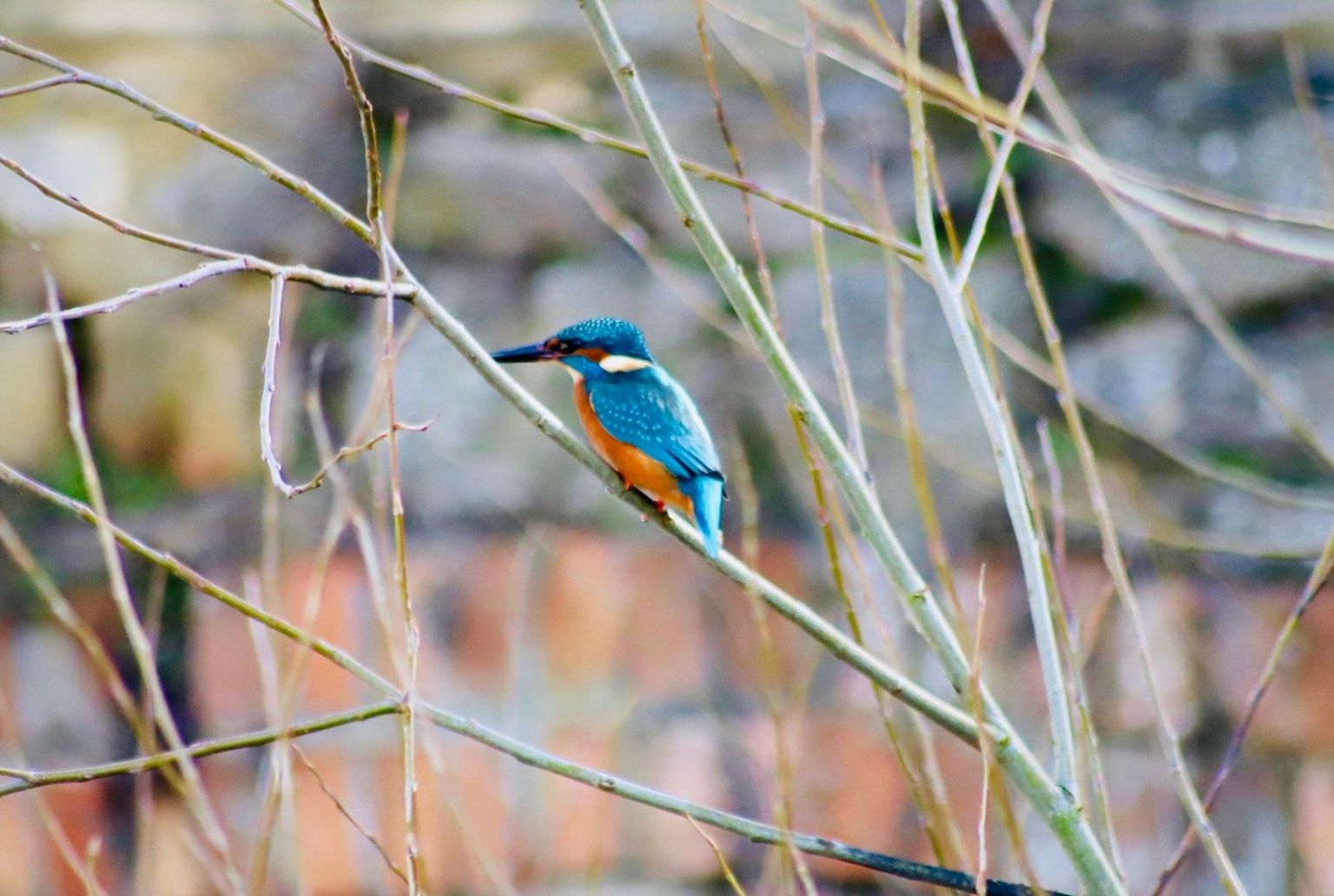 A kingfisher spotted in Abingdon