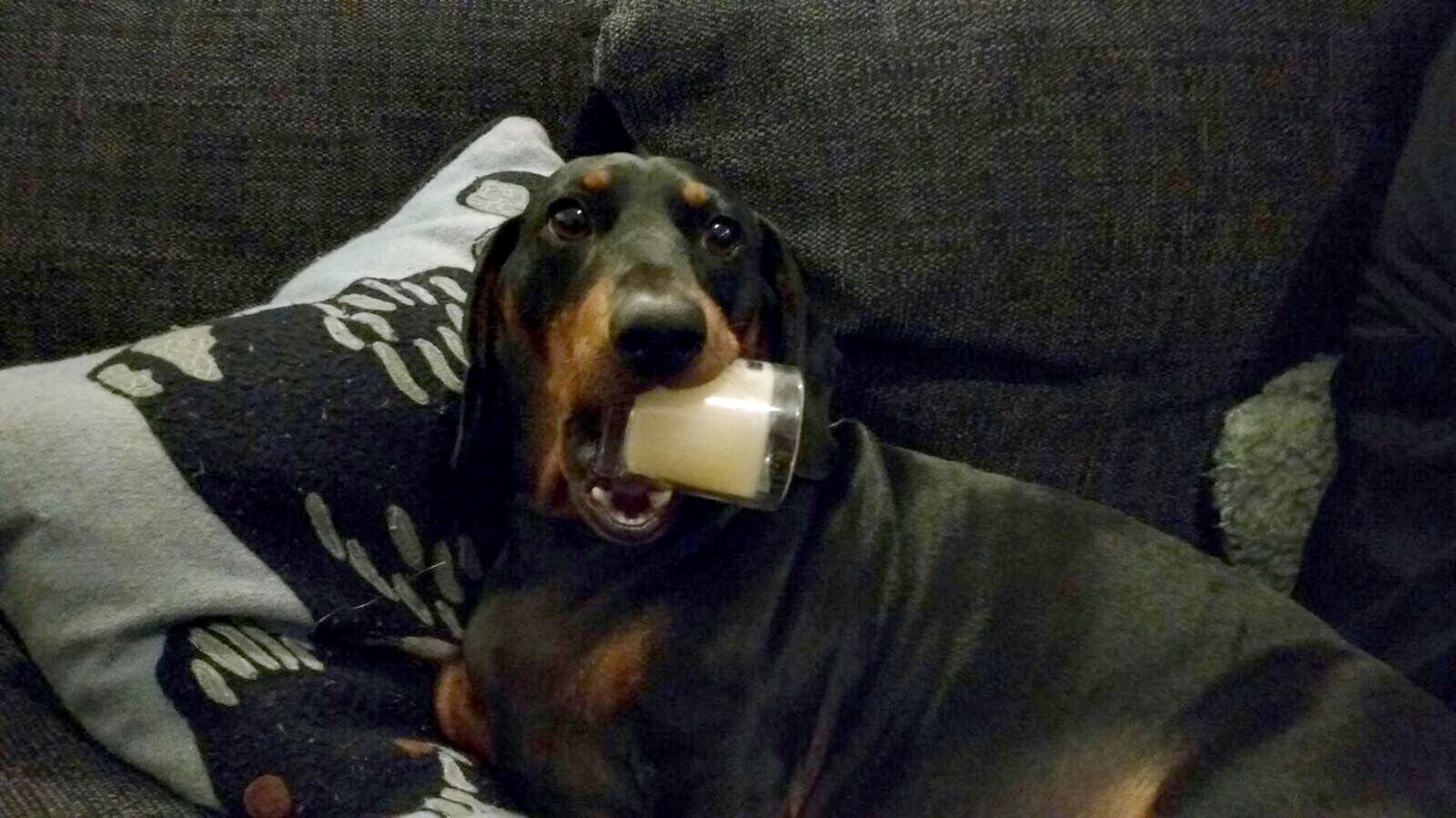 Pesky pooch This dog pinches things from all over the house! BBC