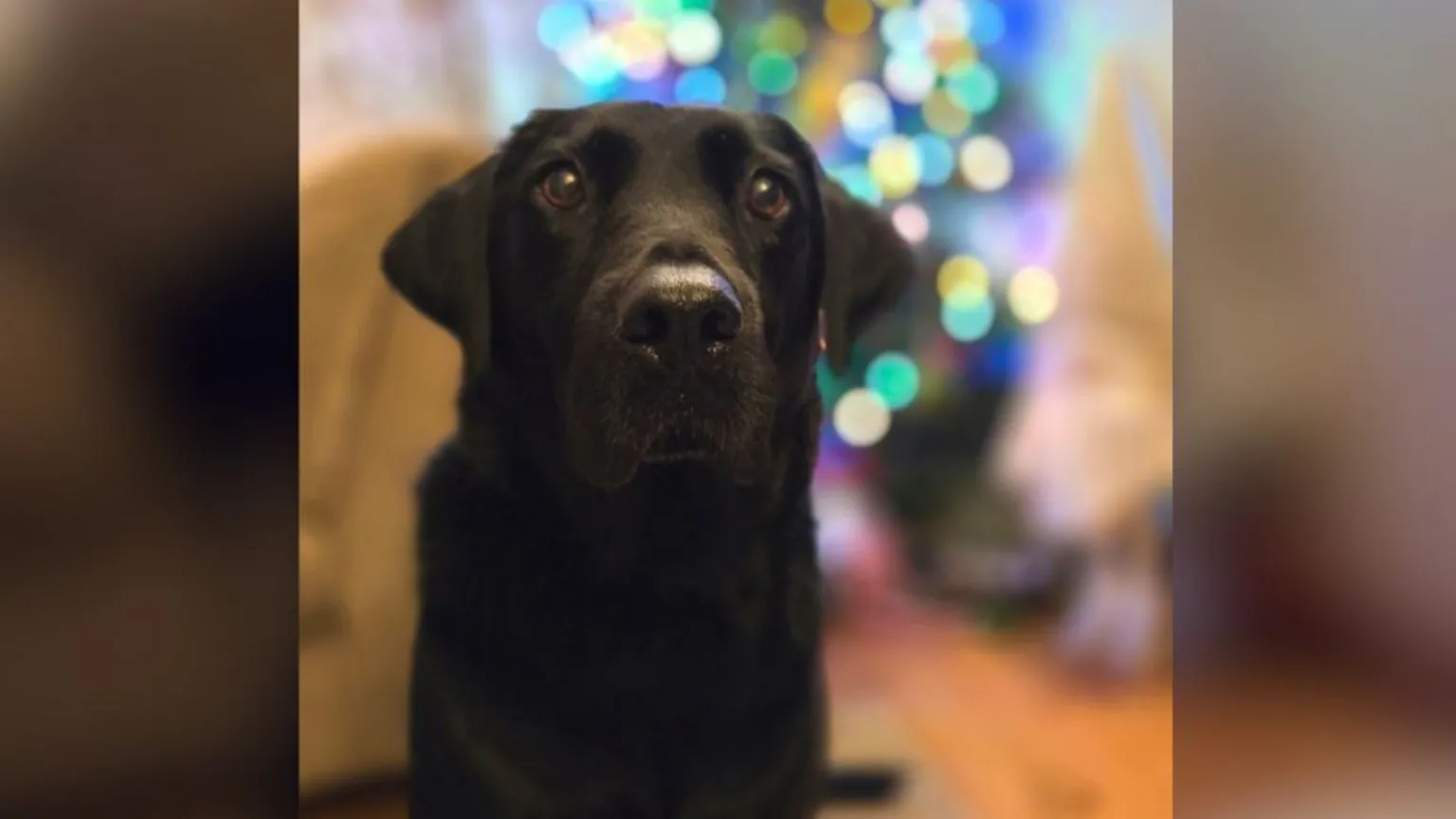 Conoce a los perros de trabajo que no paran en Navidad