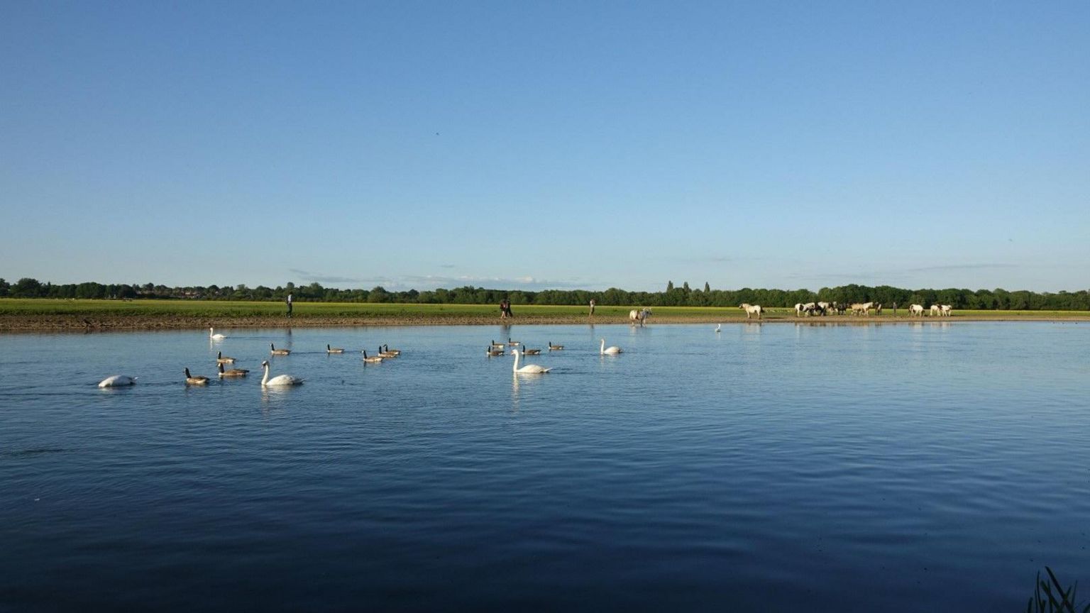 SATURDAY - Swans and ducks on the river at Port Meadow on a sunny evening