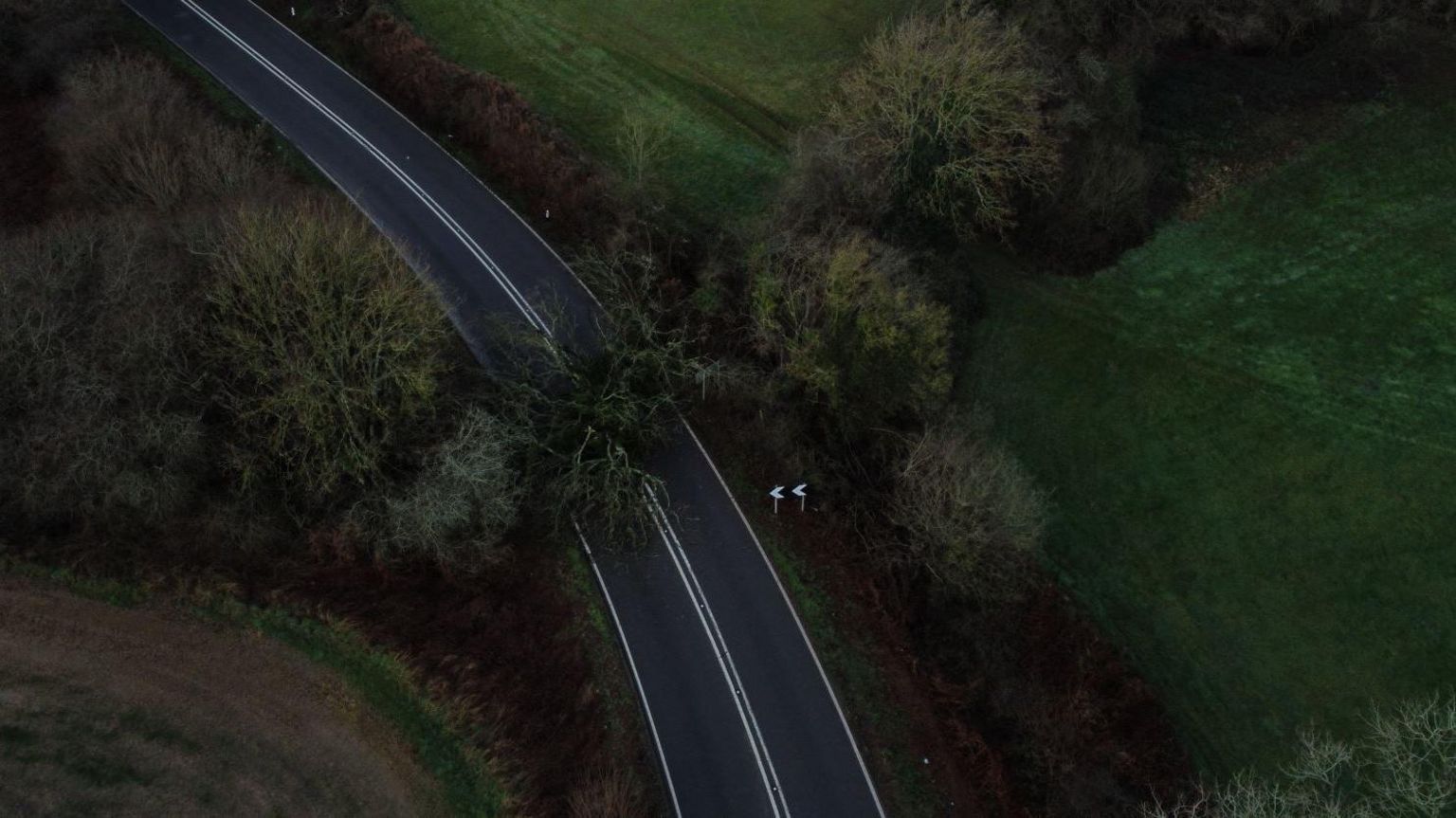 An aerial image of a huge tree blocking a sweeping bend in a road that cuts through a field