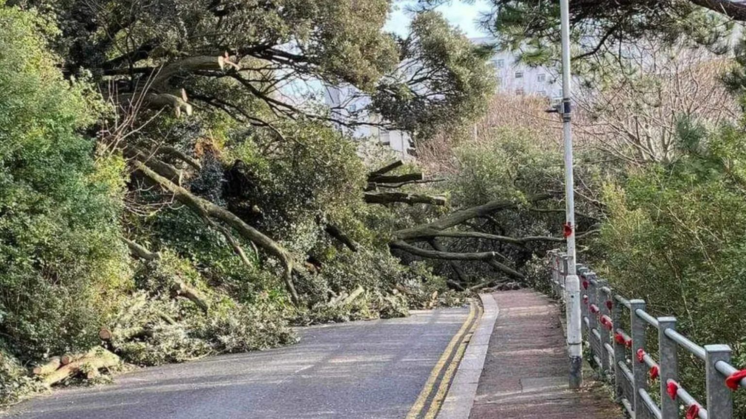 Fallen trees after a landslip at the Road of Remembrance