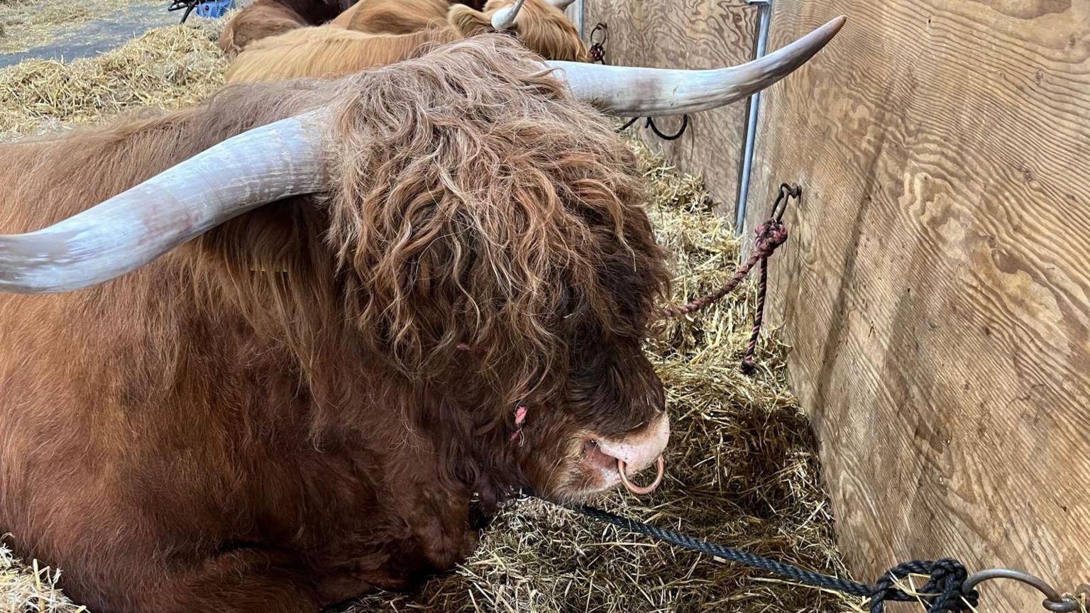 A bull at the Devon County Show