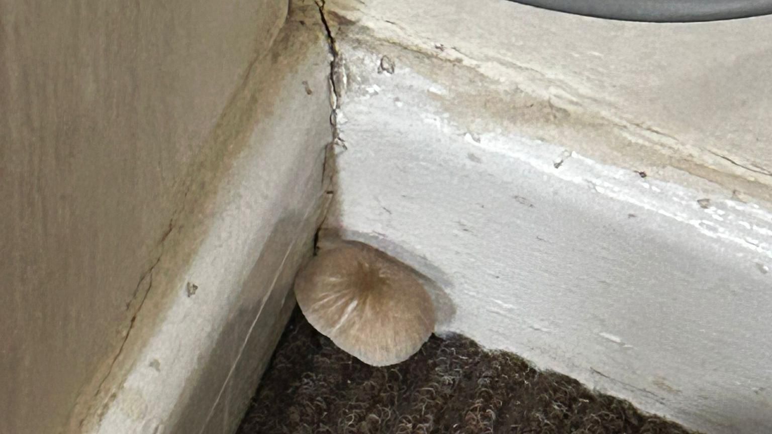 Mould mushroom growing in corner of room