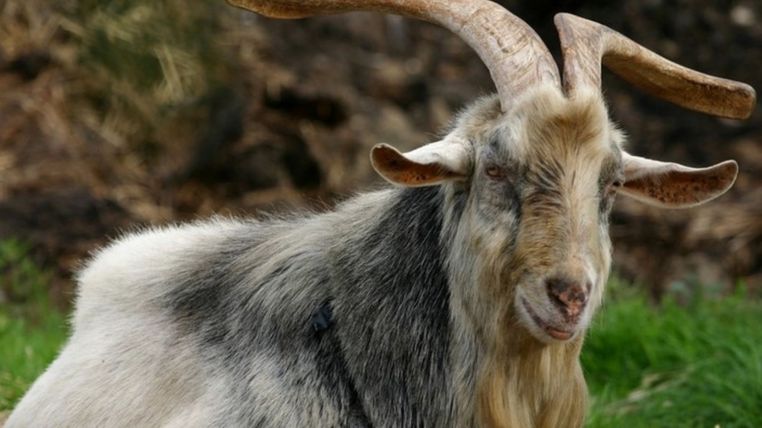 Two more dead goats found dumped in Bursledon and Fareham - BBC News