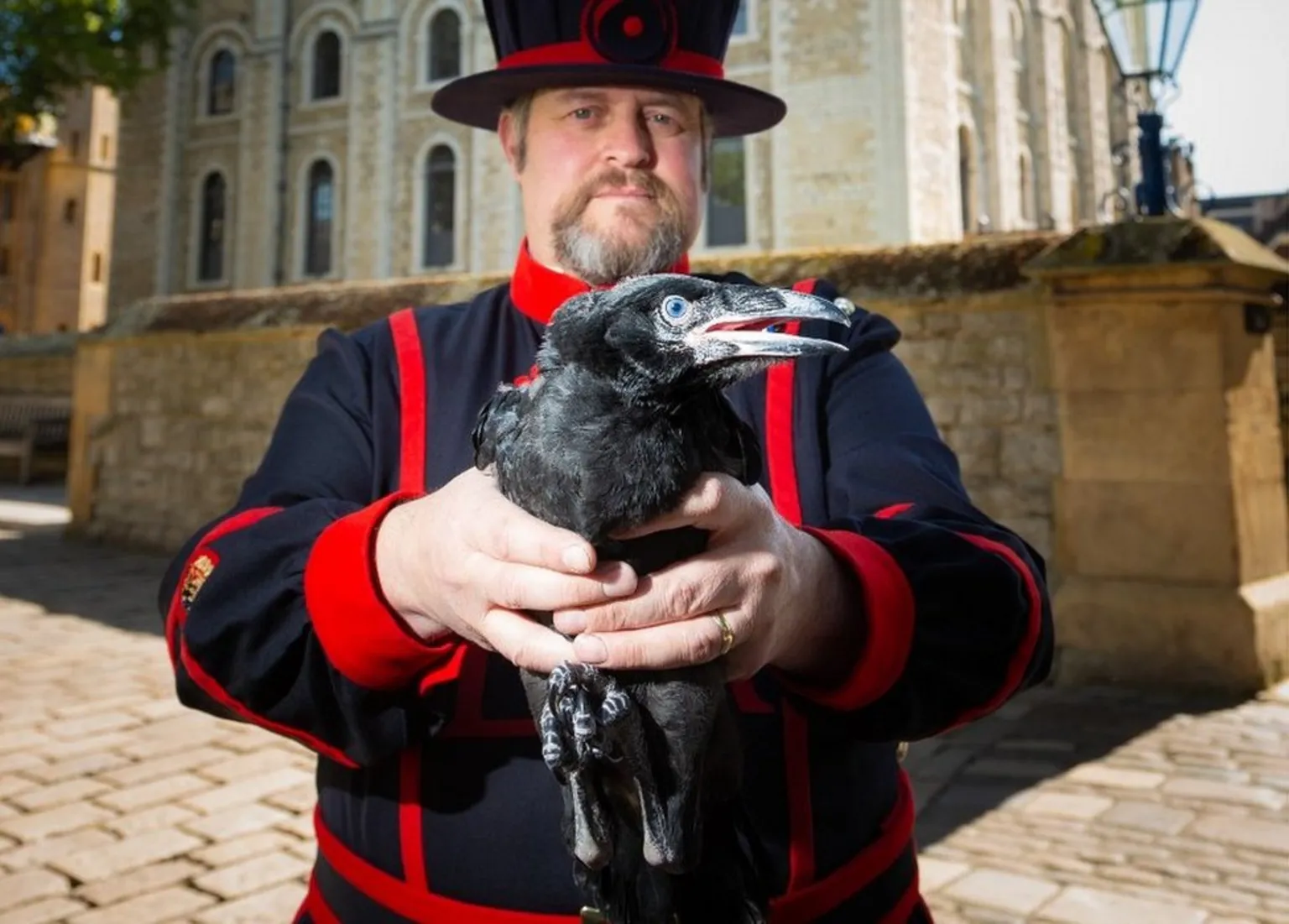 The tower of london legend. Тауэр бифитеры вороны. Вороны Тауэра в Лондоне. Tower of London вороны.