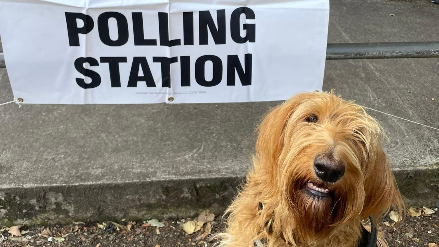 Louie, a Golden Doodle dog, standing in front of a polling station sign