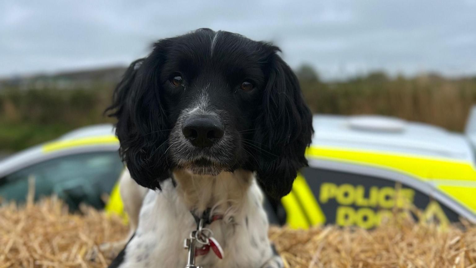  Police dog Reggie in front of police car 