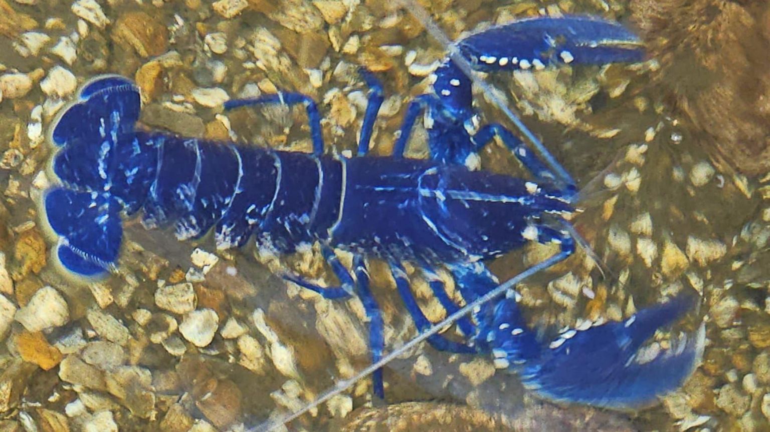The blue lobster in shallow water