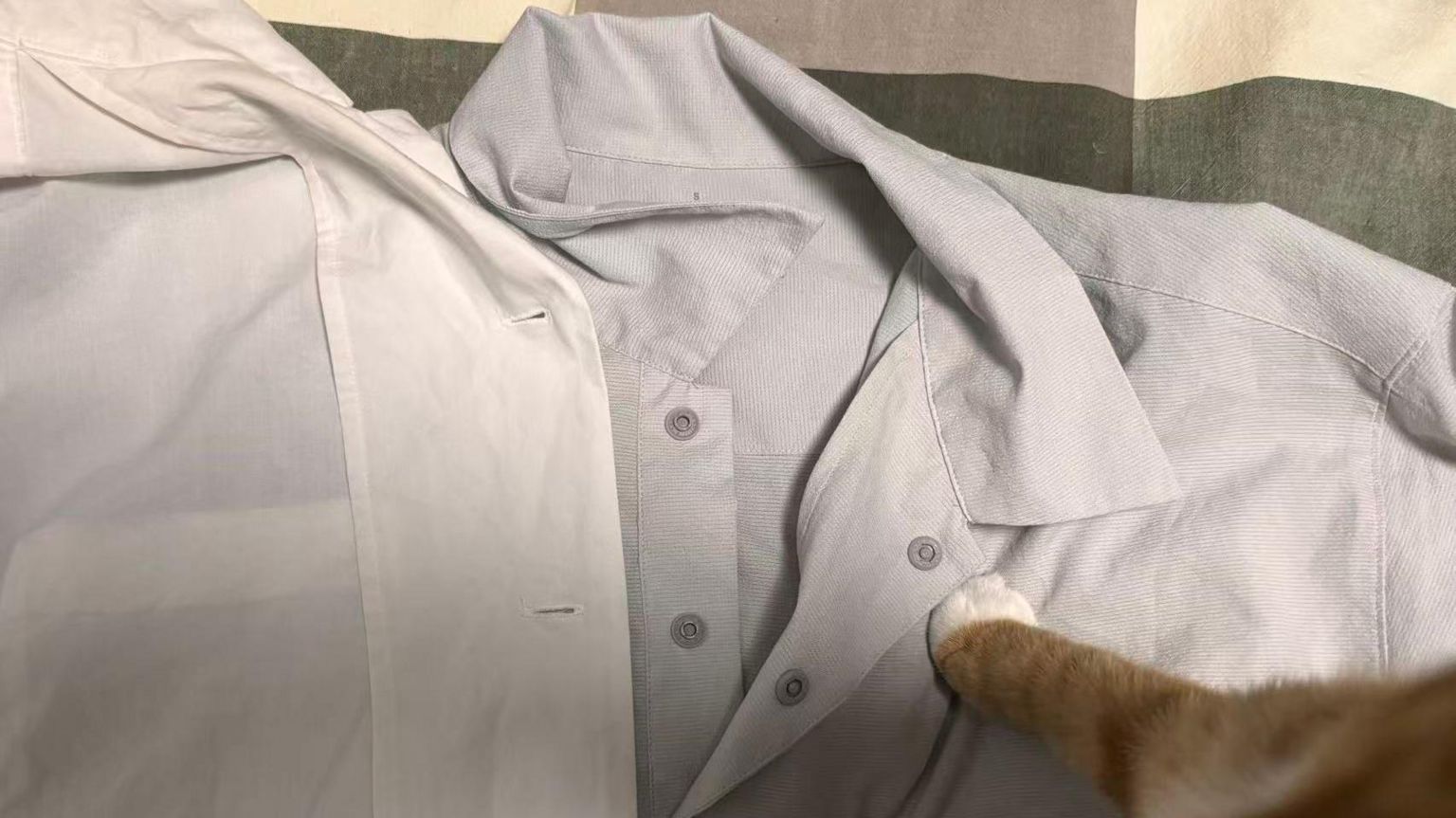 一只猫踩在两件衣服上