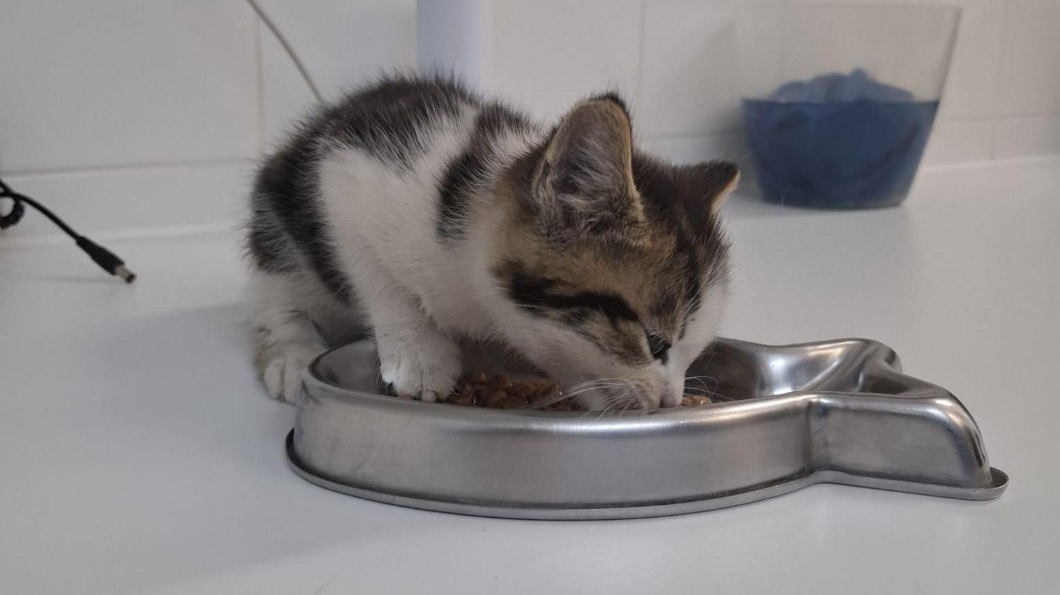 The kitten eating food out of a fish-shaped silver bowl on a white clean worktop