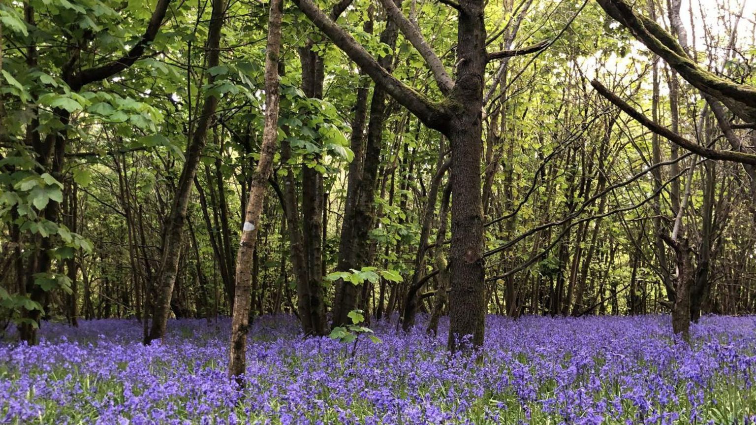 A woodland with bluebells covering the ground