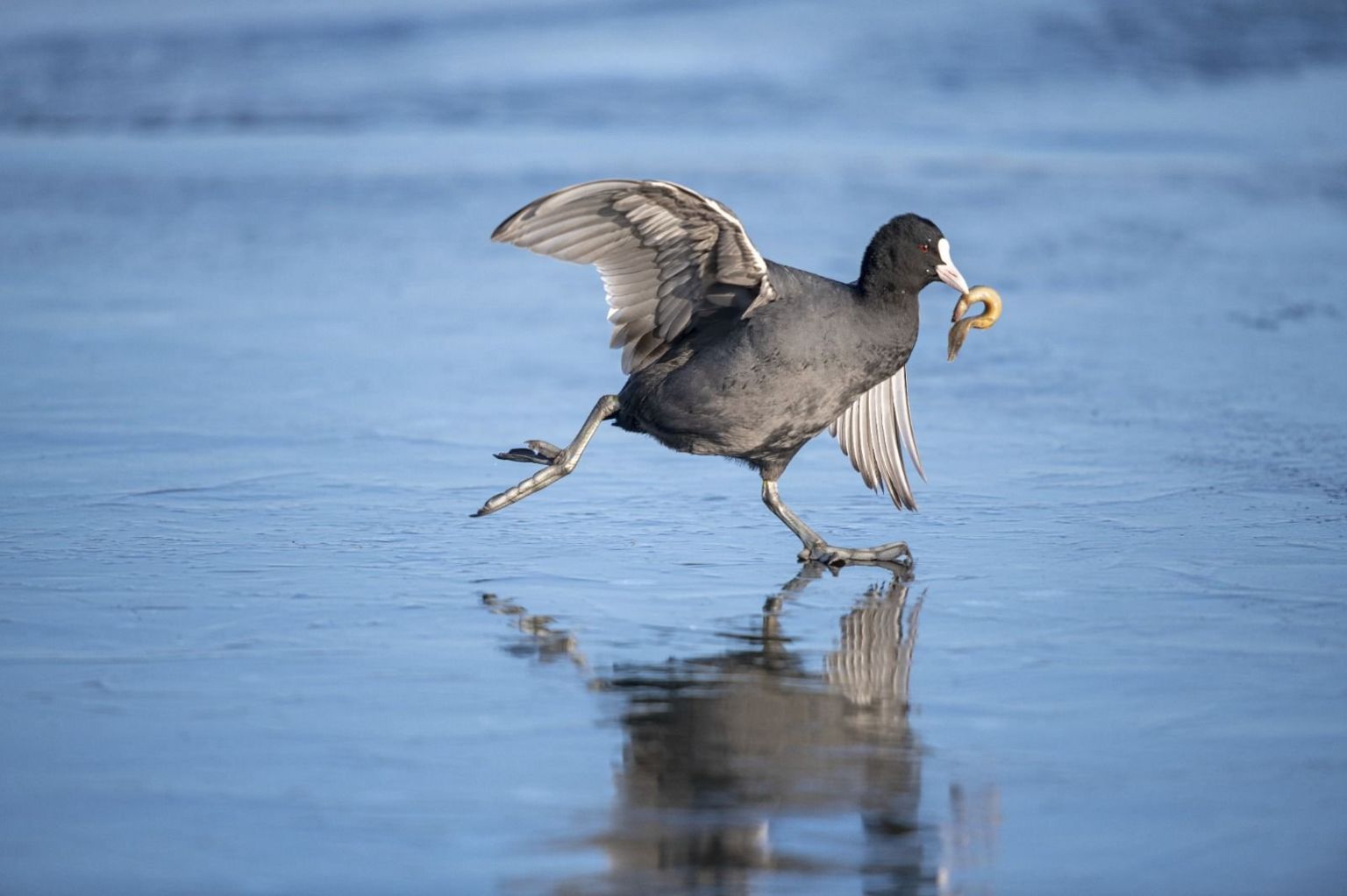 A coot struggles to stay upright on ice while holding a wriggling loach