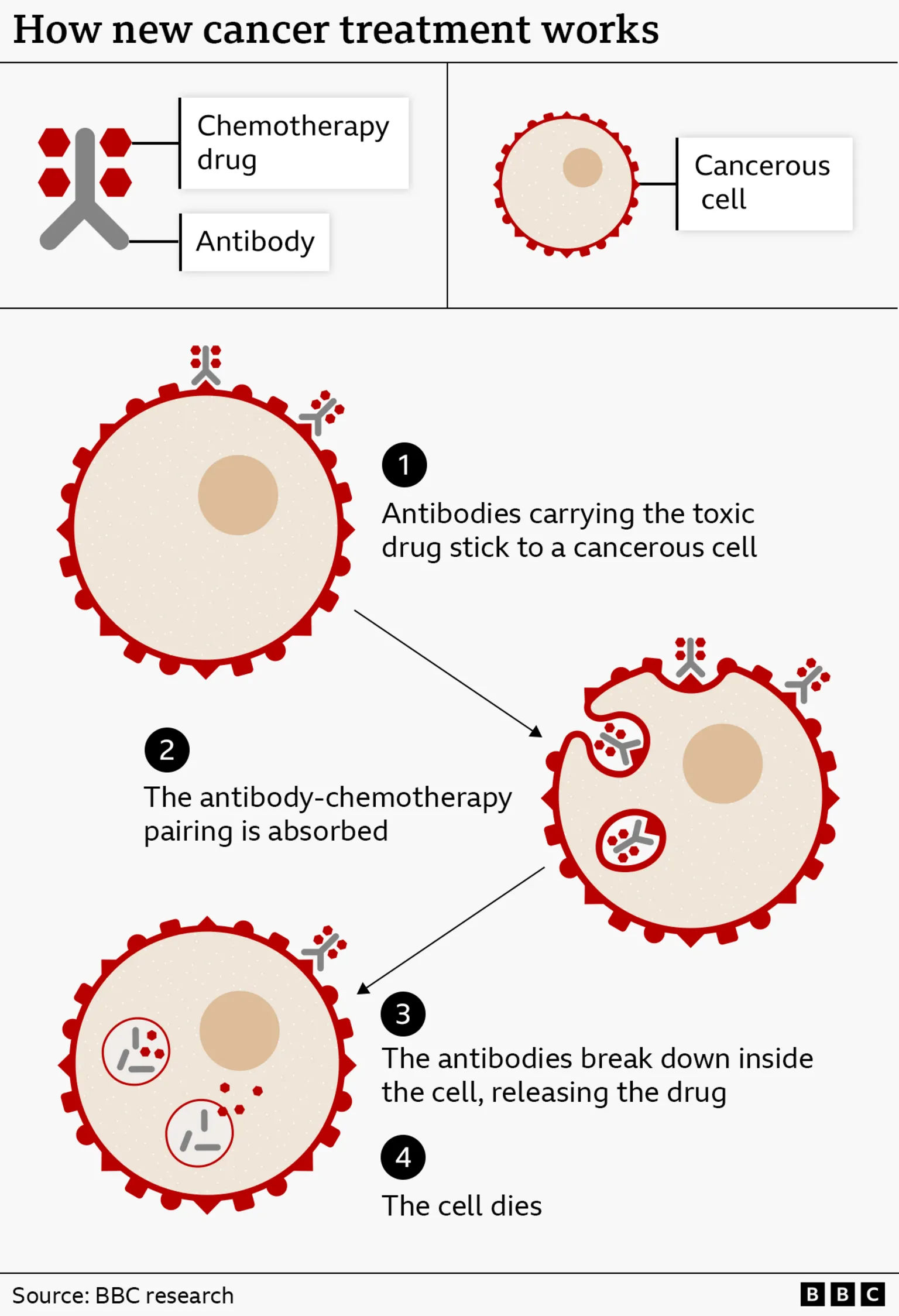 An infographic titled “How new cancer treatment works” explains a targeted therapy combining antibodies and chemotherapy drugs to attack cancer cells.

At the top left, a diagram labels two components: a “Chemotherapy drug” shown as small red shapes, and an “Antibody” shown as a Y‑shaped grey structure. At the top right is a diagram of a “Cancerous cell,” shown as a large circular cell with a textured interior and a central nucleus, surrounded by a red outer edge.

Below, the process is shown in four numbered steps with diagrams:

“Antibodies carrying the toxic drug stick to a cancerous cell.” Small grey antibody shapes with attached red drug molecules are shown attaching to the surface of a large cancer cell.

“The antibody‑chemotherapy pairing is absorbed.” The cell begins to engulf the attached antibody‑drug complexes, shown moving into the cell.

“The antibodies break down inside the cell, releasing the drug.” Inside the cell, the antibody structures are shown breaking apart and releasing the red drug particles.

“The cell dies.” The implication is that the released drug kills the cancer cell.

The diagrams use simple colours: grey for antibodies, red for drug particles and the outer cell membrane, and beige tones for the cell interior. Arrows connect the stages to show progression.

At the bottom, the source reads “BBC research,” with BBC branding in the corner.