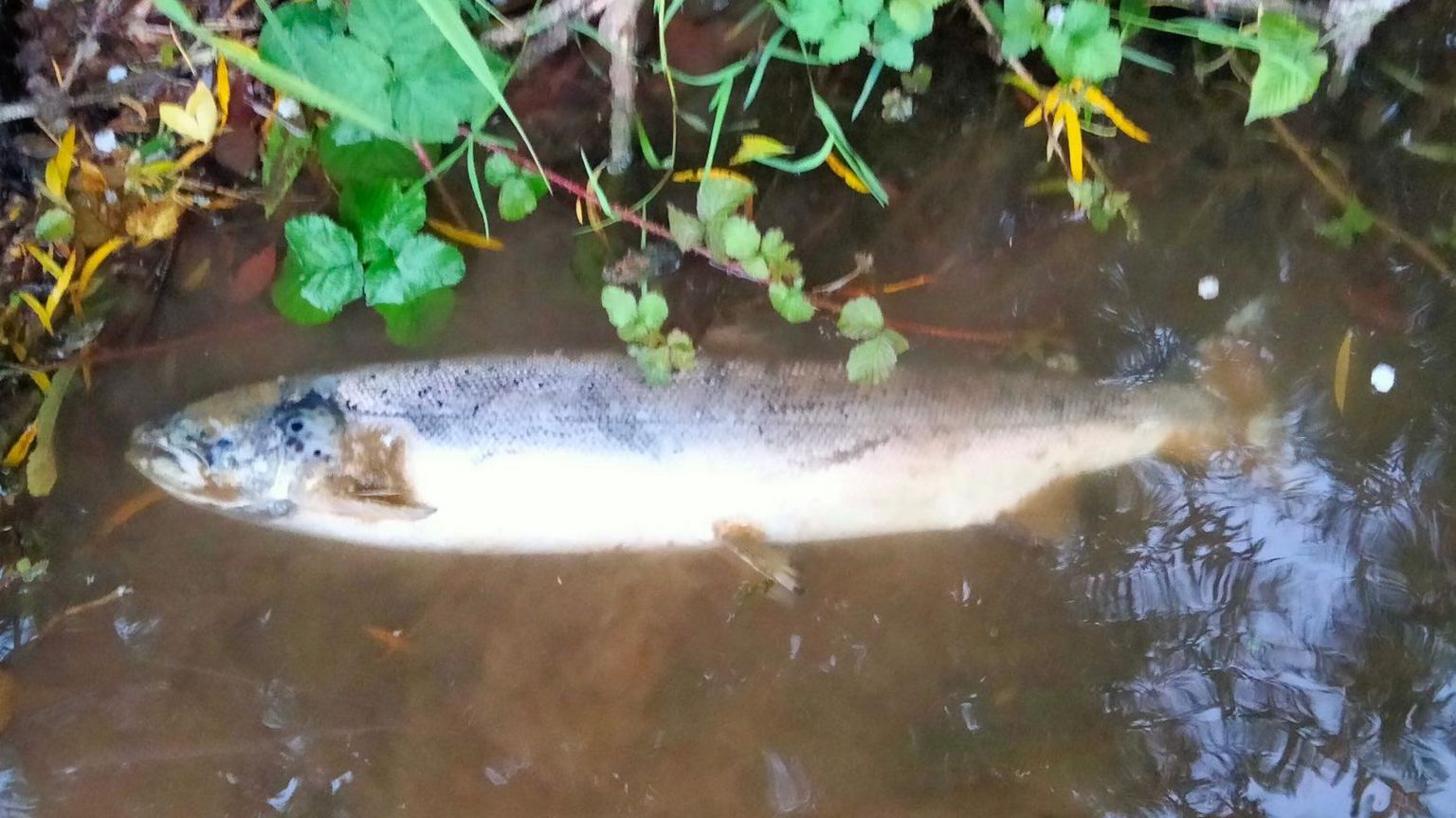 A dead salmon on the River Wye in Herefordshire
