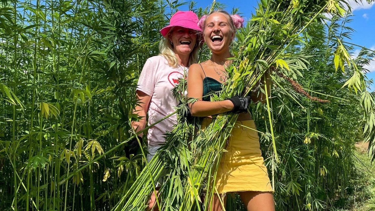 Two people, one wearing a pink hat and the other a yellow skirt, harvest green hemp plants in a sunlit field  