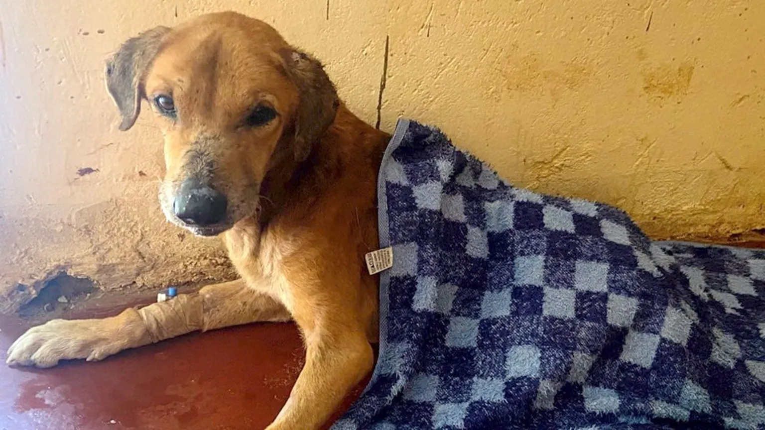 How a Ugandan Town Turned Stray Dogs Into a $730,000 Online Scam Industry — image 3