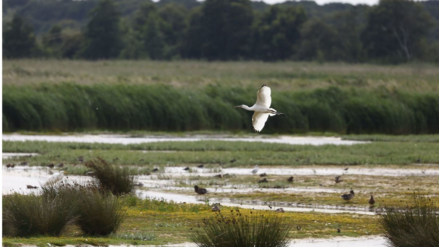 A stalk soars across a wetland habitat