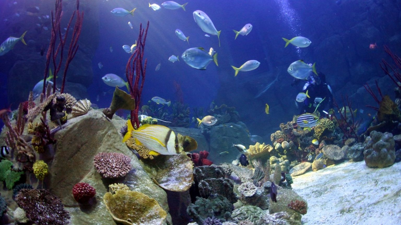 Coral seas aquarium tank (Image courtesy of the National Marine Aquarium)