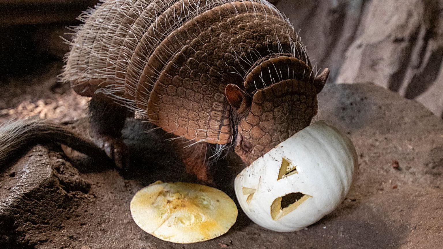 Armadillo with its head in a carved pumpkin