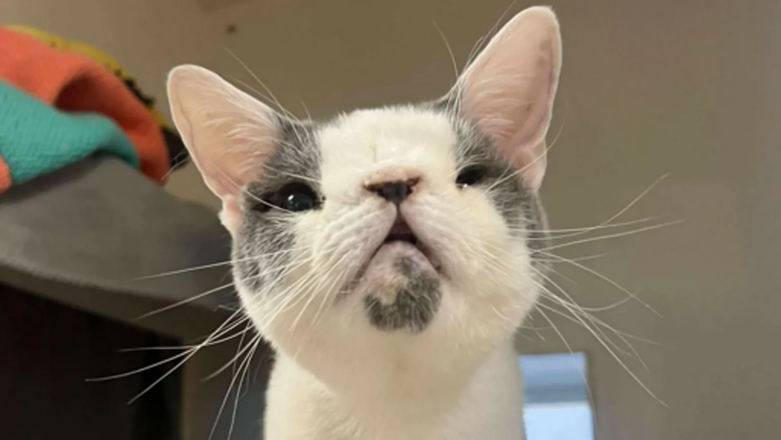 Sid, el gato abandonado, consigue su felicidad para siempre