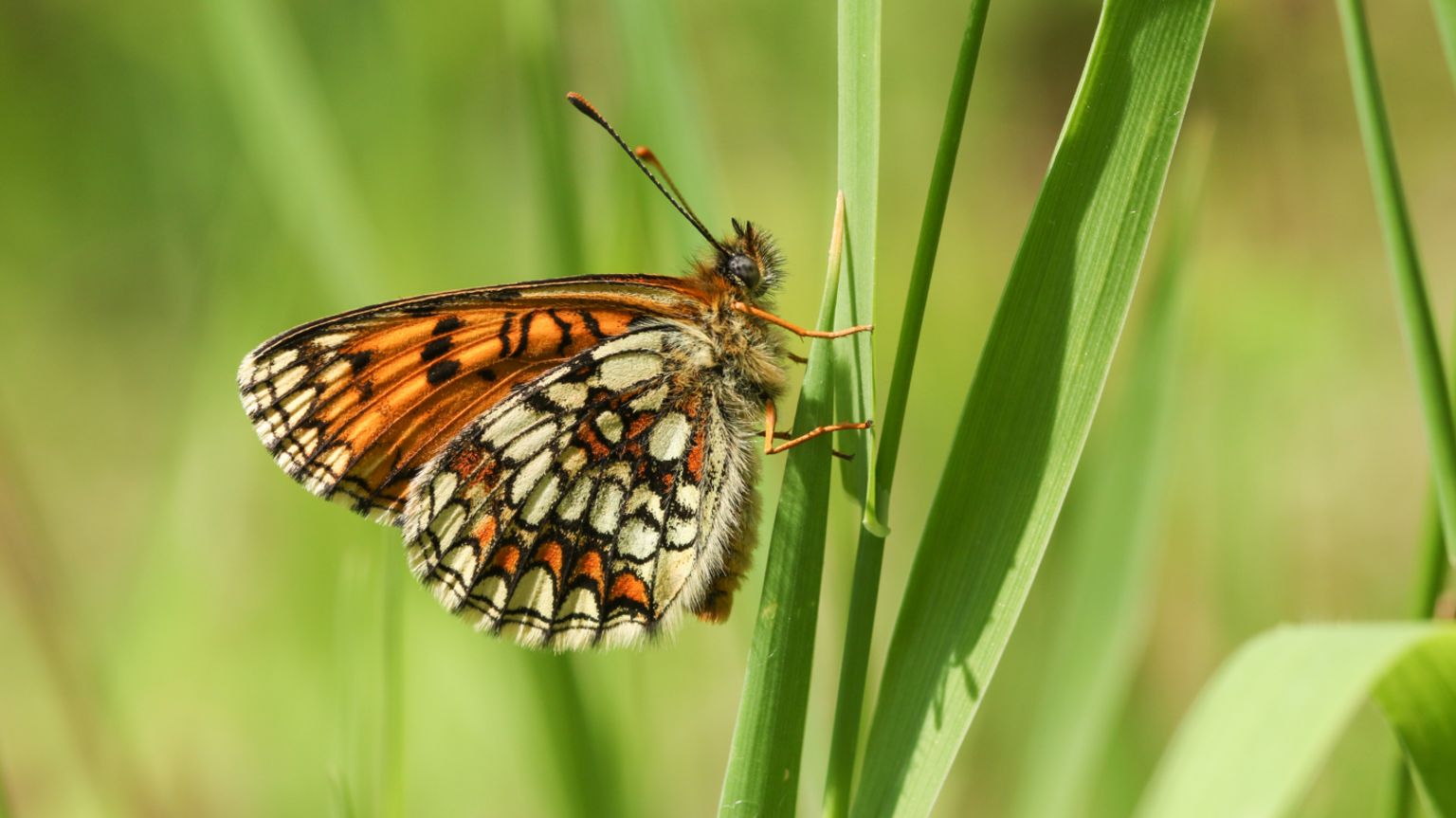 A heath fritillary butterfly on a blade of grass