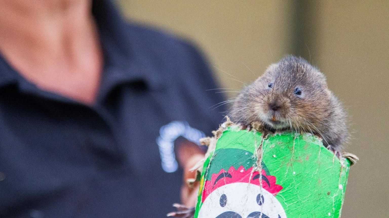 Brown water vole sitting atop an old tube of Pringles