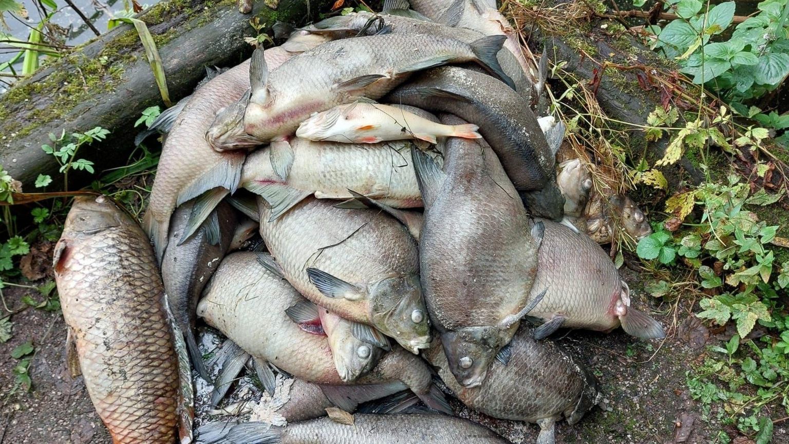 A pile of dead fish