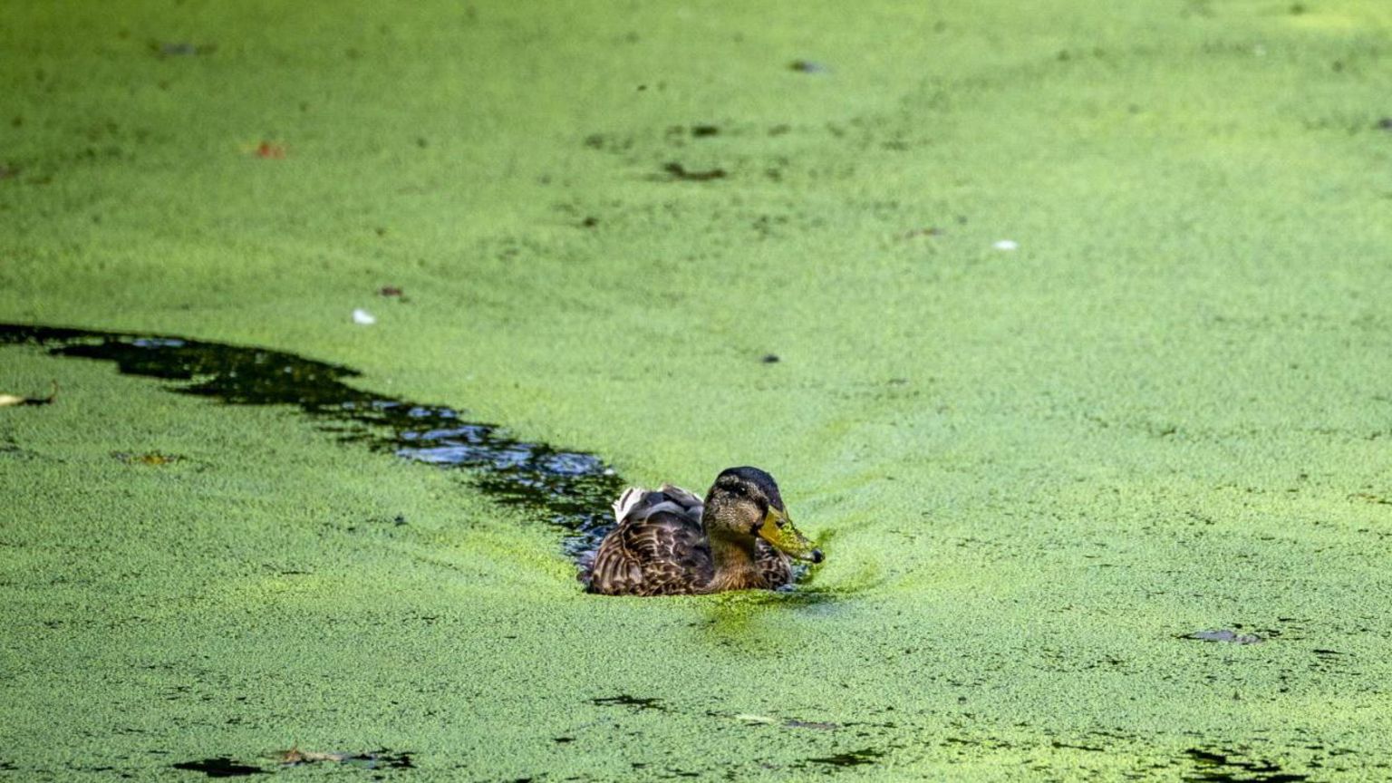 A duck swimming through blue-green algae