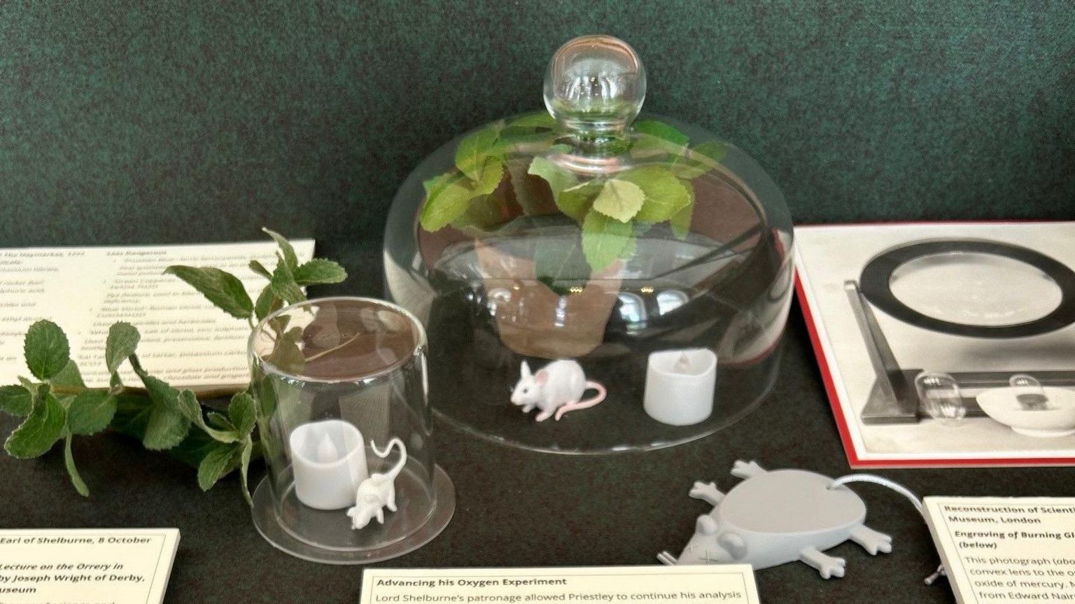 Inside an exhibition case, with a couple of glass beakers and fake mint, mice and candles