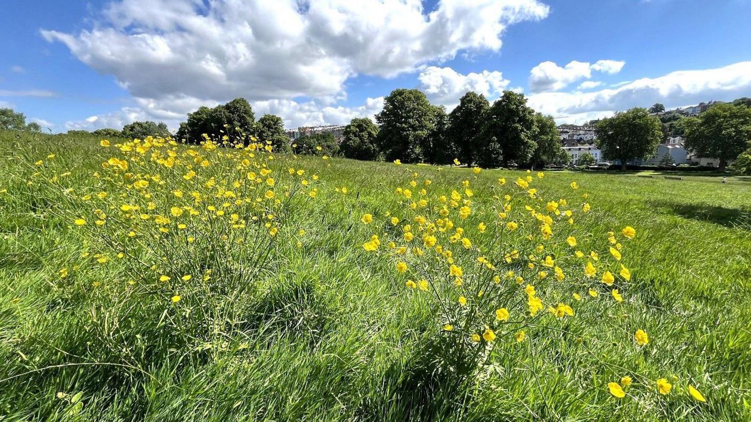 Wild flowers and long grass in Bristol's Victoria Park on a sunny day