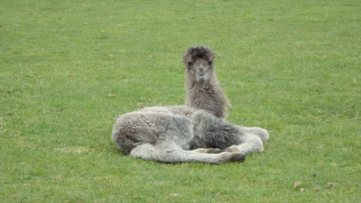 Camel