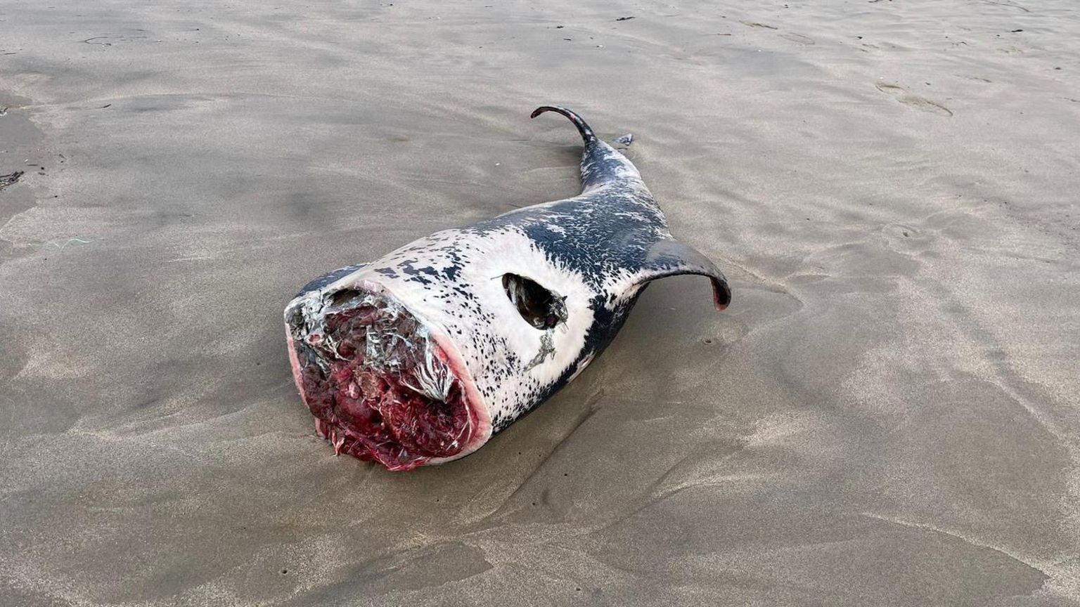 A gruesome picture of a porpoise without a head