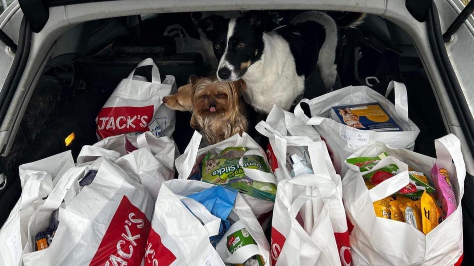 A car boot full of petfood with two dogs sitting with the food 