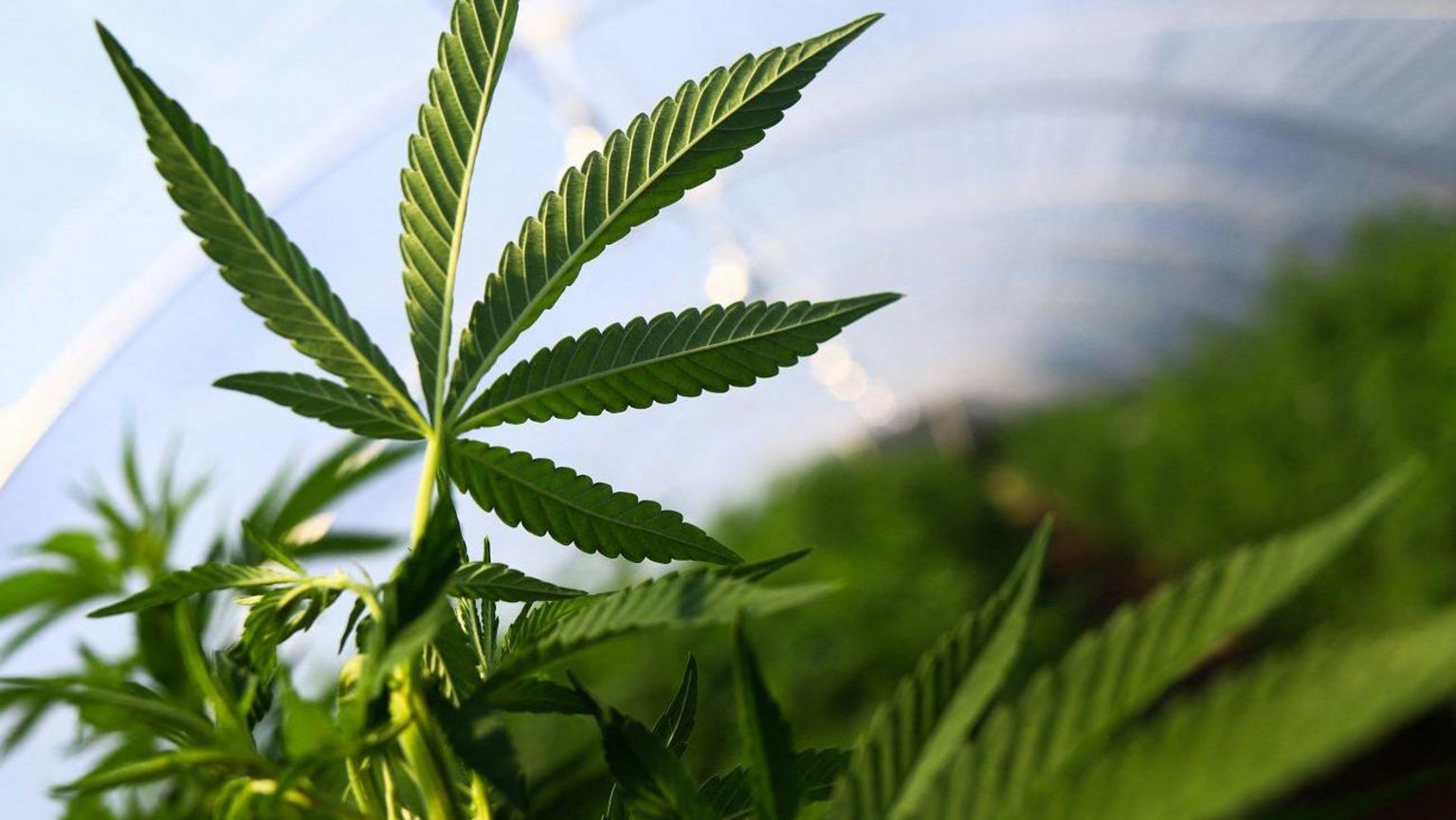 A generic image of a cannabis plant