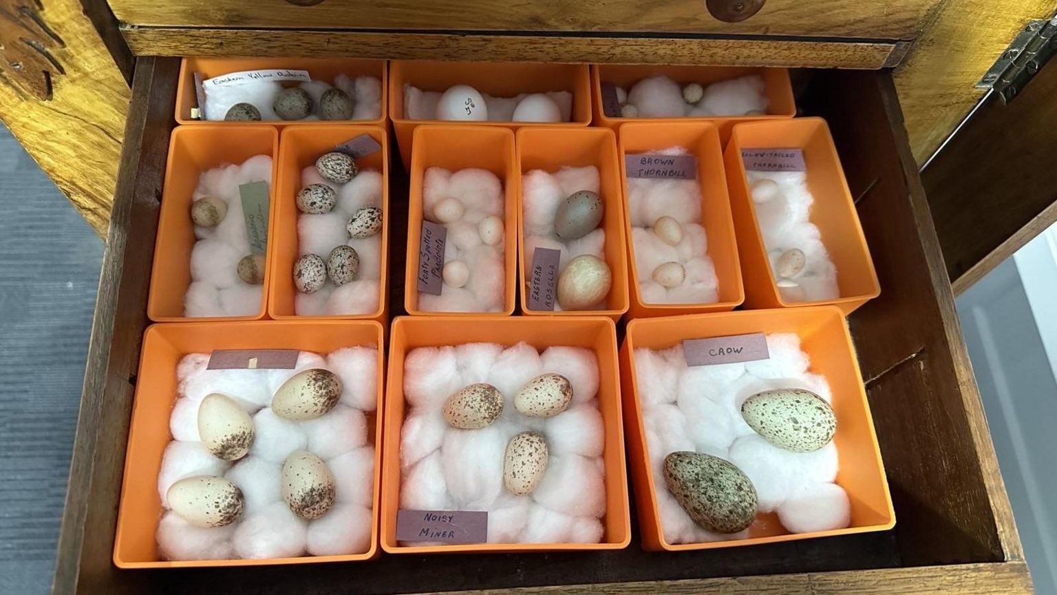 The eggs discovered in the collection 