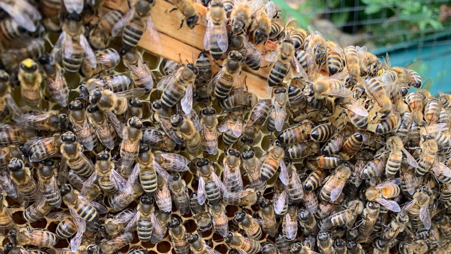 Honeybees on part of their hive