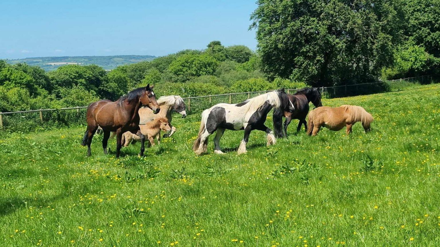 A herd of horses playing in a field 